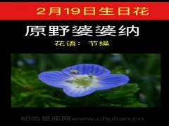 2月19日生日花-原野婆婆纳