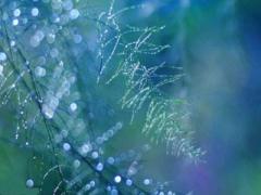 癸水日主生于酉月如何取用神?
