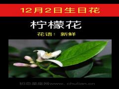 12月2日生日花-柠檬花