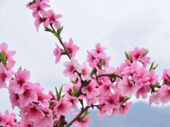 2020年金牛座戴什么能旺桃花运